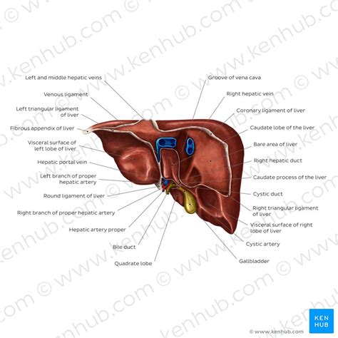 Lobes Of Liver Anatomy Anatomical Charts And Posters