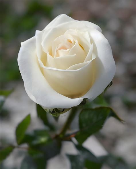 Rosa Blanca Foto Premium