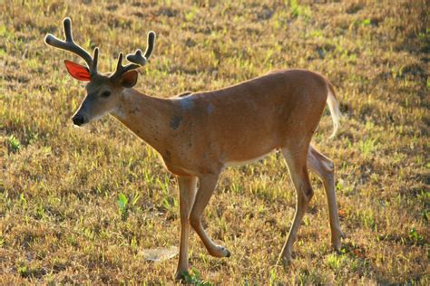 Venado De Cola Blanca Mam Feros Medianos Y Grandes De Michoac N