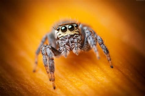 Wallpaper Id 639371 Insects Macro Cute Yellow Eyes Black