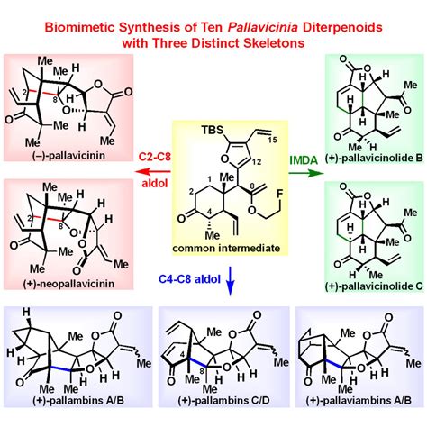 Biomimetic Synthesis Of Pallavicinin Neopallavicinin Pallambins Ad