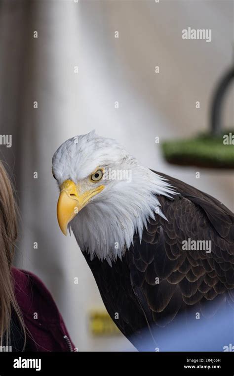 Majestic Bald Eagle Stock Photo - Alamy