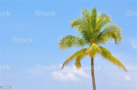 Coconut Tree Under Blue Sky With Copy Space Area Stock Photo Download