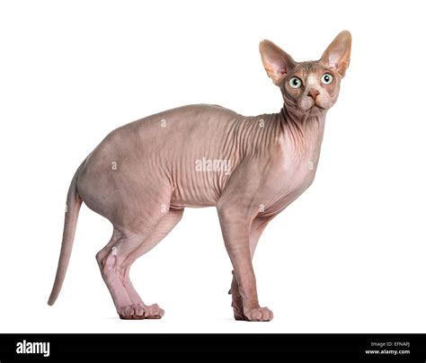 Sphynx 1 Year Old Standing Against White Background Stock Photo Alamy