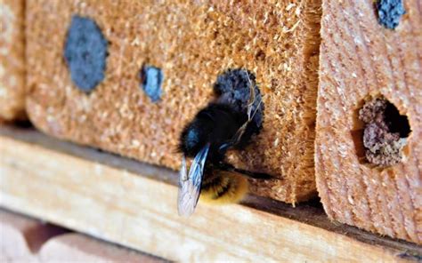 Carpenter Bees Snowball Pest Control Serving Cincinnati And Nky