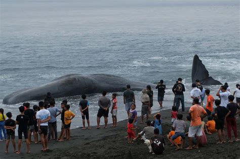 Sperm Whale Found Dead On Bali Beach