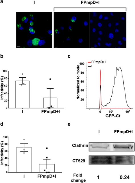 Infectivity Assay Hela Cells Were Incubated With Cervicovaginal