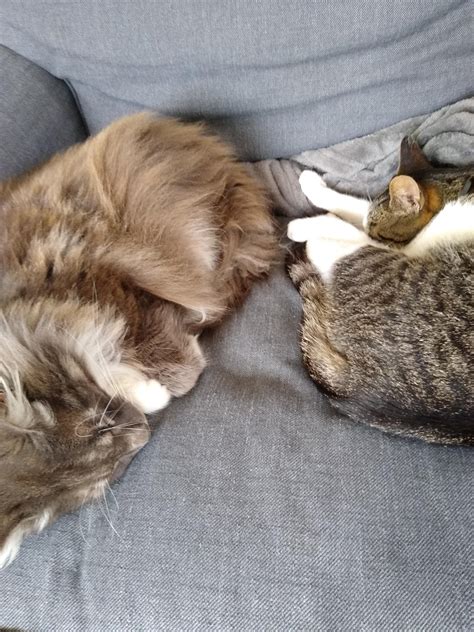 My cats don't always get along, but they seem they have gotten used to