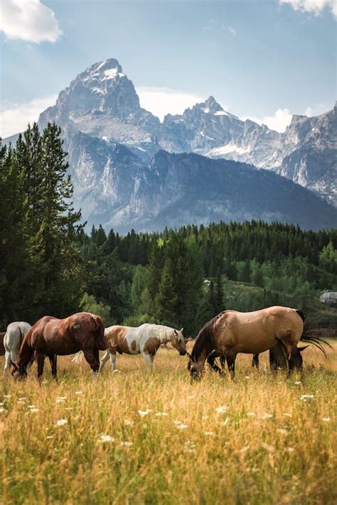 Horses In The Field · Free Stock Photo