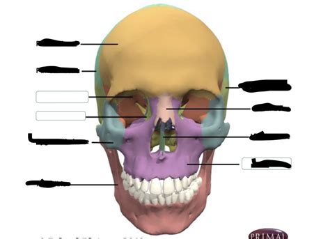 Final Diagram Anatomy And Physiology Diagram Quizlet