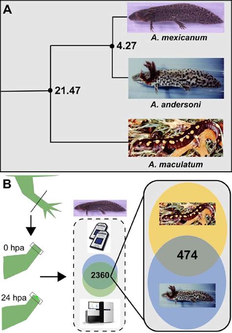 1 Experimental Design Of Ambystoma Limb Regeneration A Phylogenetic