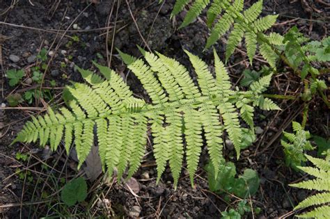 Garten Navi Wald Frauenfarn Athyrium Filix Femina