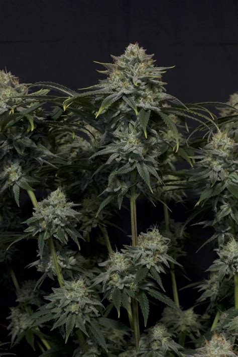 Buy Gorilla Cookies Ff Cannabis Seeds Fast Buds