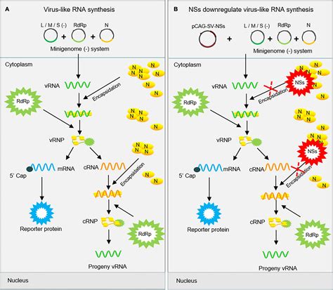 Frontiers | Non-structural Proteins of Severe Fever With ...