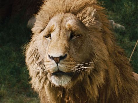 Aslan The Chronicles Of Narnia Narnia El Brujo Y Animales