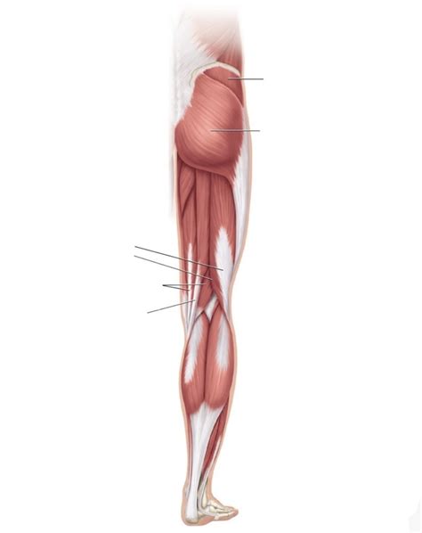 Unit Bio Skeletal Muscles Acting On The Hip Thigh Posterior