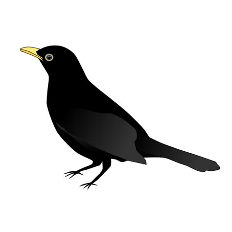 Blackbird standing vector clip art | Free SVG