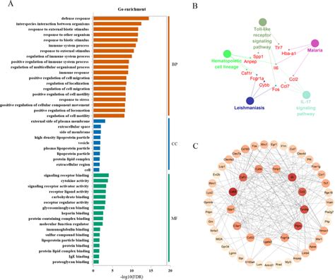 Functional And Pathway Enrichment Of Differentially Expressed Genes In