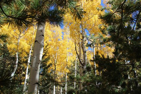 Aspens Near Flagstaff Arizona 5184x3456 OC Flagstaff Arizona Fall