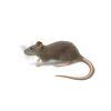 Norway Rat Identification Habits Behavior Anderson Pest Solutions