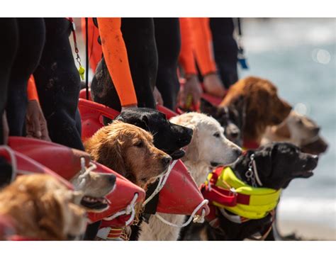 Cani Bagnino Salvano Ragazzi In Mare A Forte Dei Marmi Espansionetv