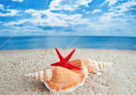 Shells and Starfish on Beach — Stock Photo © yellek #2740248