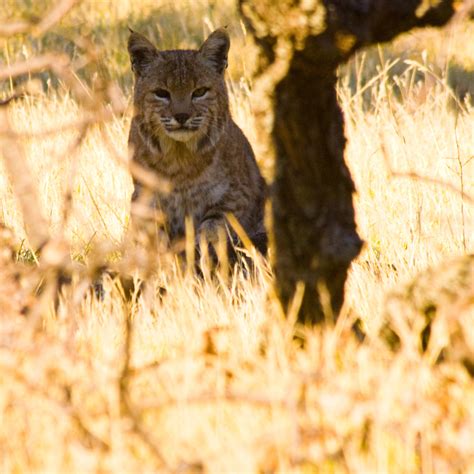 Bobcat The Flora And Fauna Of Palo Duro Canyon INaturalist