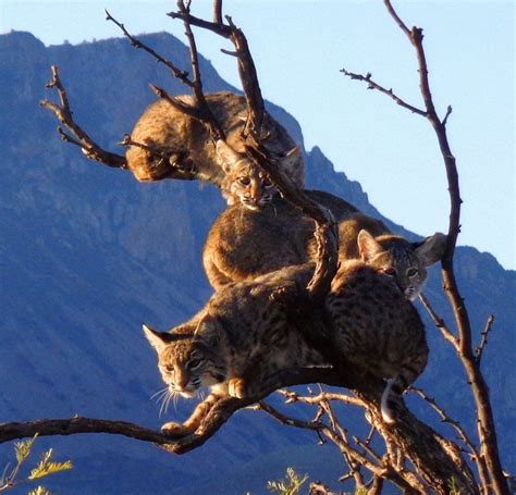 Big Bend National Park Wildlife - PARKVI
