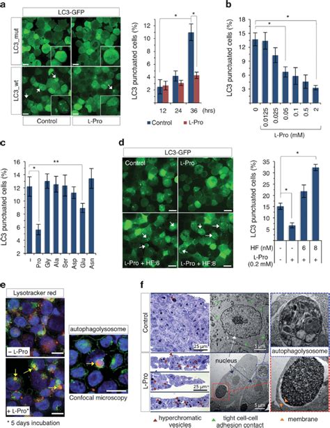 L Pro Regulates Autophagy In Escs And Is Counteracted By Hf A