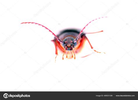 California Prionus Beetle Prionus Californicus Prionus Root Borer Large