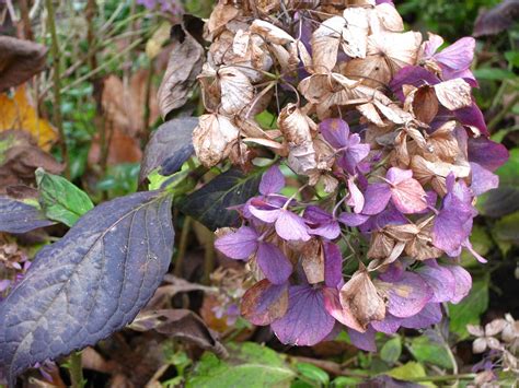 Hydrangea Blossom Bloom - Free photo on Pixabay - Pixabay
