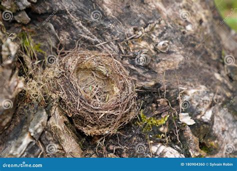 Nid Vide D Oiseaux Dans L Arbre De Jardin Photo Stock Image Du Fermer