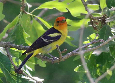 The Most Popular Bird In Eastern South Dakota Dakota Birder