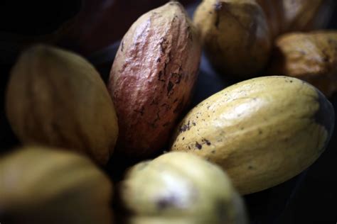 Venezuela Celebra El D A Nacional Del Cacao Este Oct