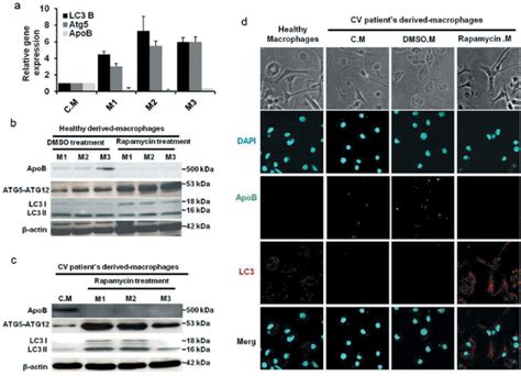 Biological Activity Of Rapamycin Treatment On Derived Macrophages A