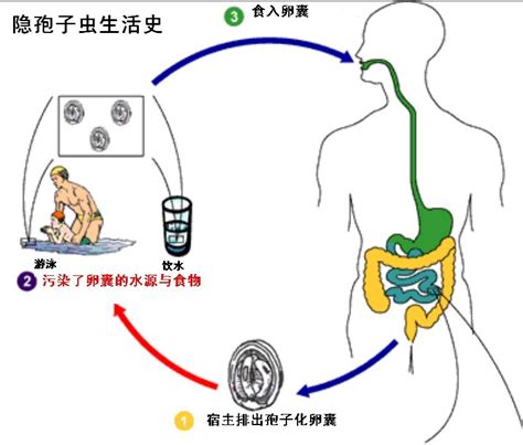 隐孢子虫 360百科