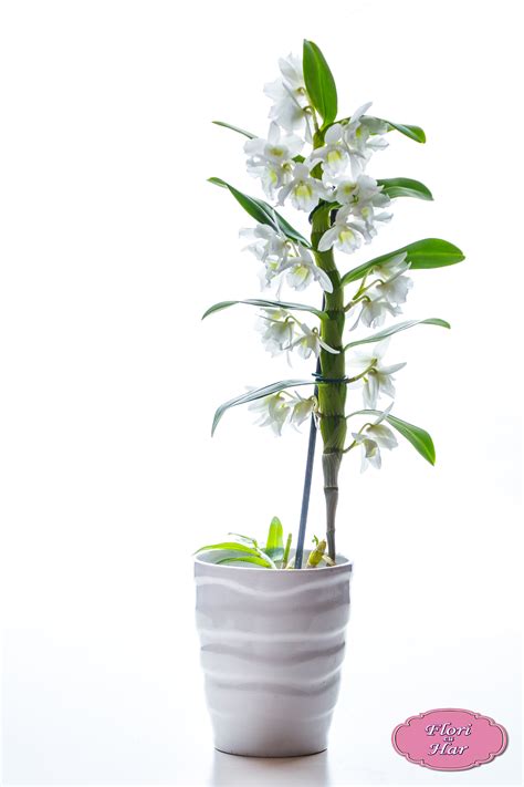 Orhidee Dendrobium Alba Flori Cu Har