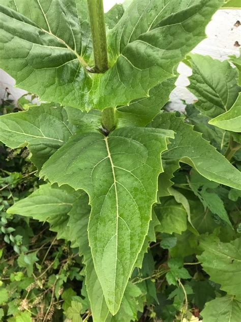 Tall Weed Id Please In The Plant Id Forum