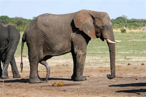 Stockfoto Med Beskrivningen Bull Elephant With An Of The Penis