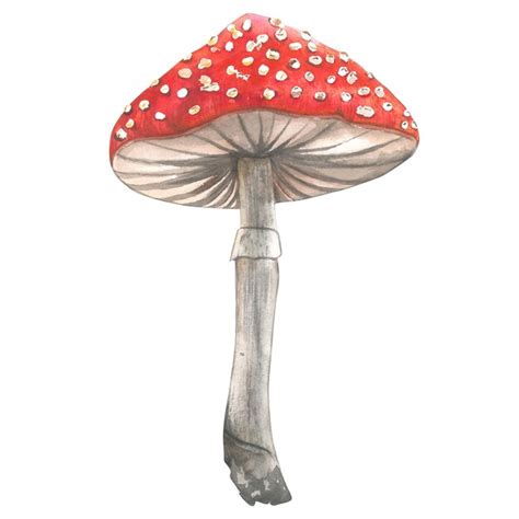 Premium Photo Fly Agaric Watercolor Illustration Isolated On White