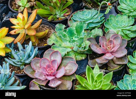 Succulents For Sale Hi Res Stock Photography And Images Alamy