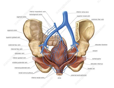 Venous System Of The Pelvis Artwork Stock Image C