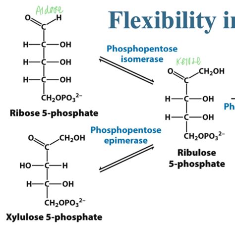 Pentose Phosphate Pathway Flashcards | Quizlet