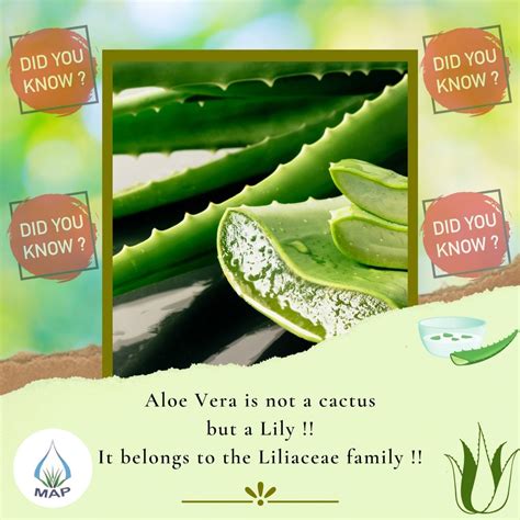 Aloe Vera Raw Pulp At Best Price In Pune By Mulay Aloevera Products