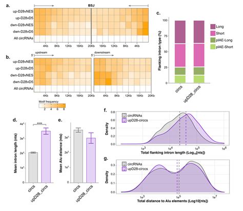 Long Introns Flank CircRNAs Increased By NES Differentiation A