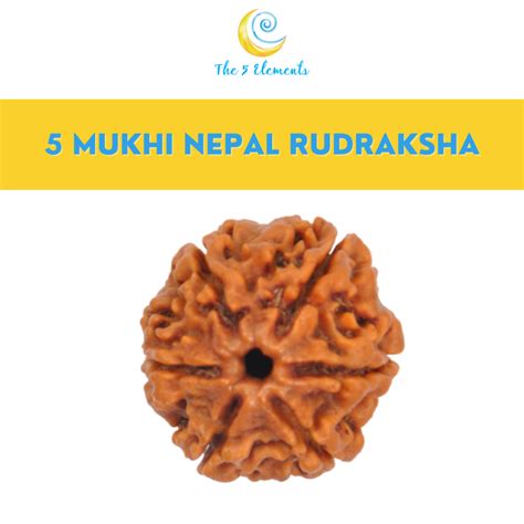 100 Original Genuine Nepal 5 Mukhi 5 Faces 5 Mugam Rudraksha