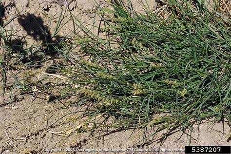 Field Sandbur Cenchrus Spinifex