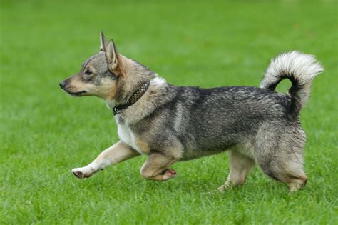 Swedish Vallhund - FurLyfe!