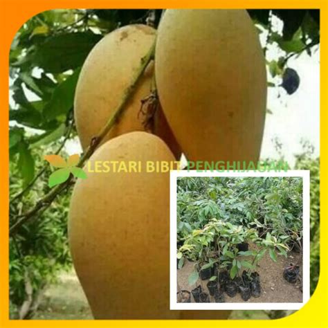 Bibit Tanaman Mangga Namdokmai Golden Hasil Stek Okulasi Cepat Berbuah