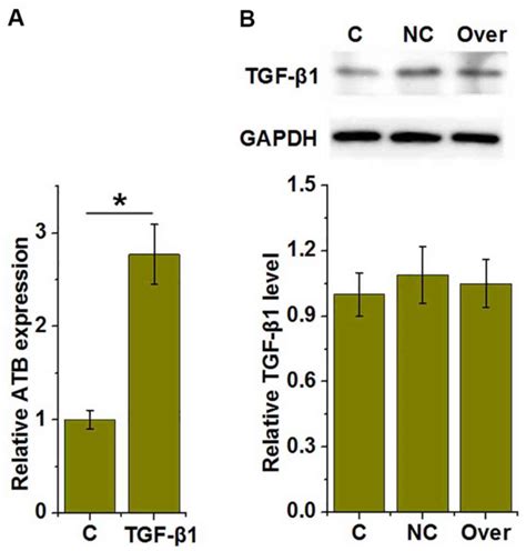 Tgf Upregulates The Expression Of Lncrnaatb To Promote Atherosclerosis